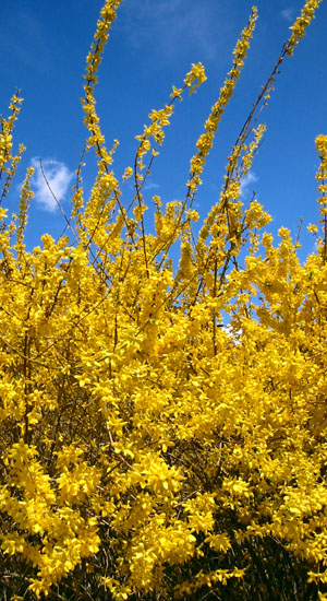 I want to have sex with spring.