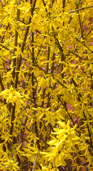 regrettably, these flowers cause cancer.