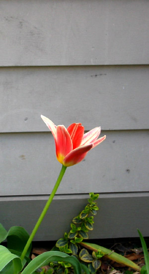 that flower is all, "whaasssup!"