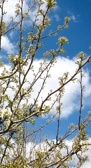 Mr. Blue Sky