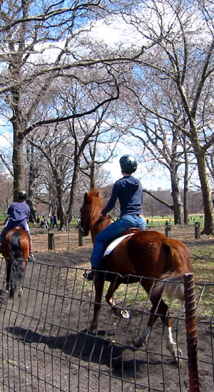 look what you can do in brooklyn!