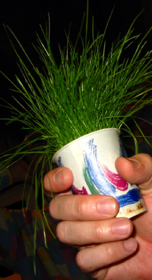 cup o' grass