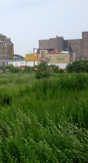 Coney Island is overrun with nature.