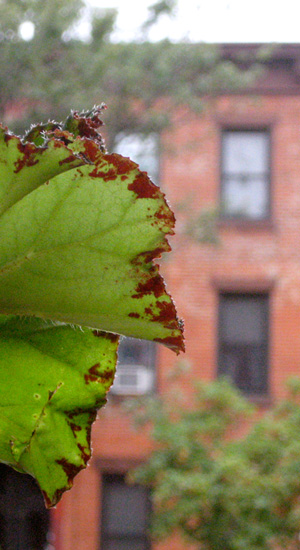 my plant.