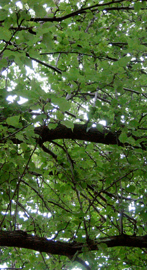 up a tree
